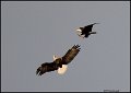 _0SB8298 american bald eagles